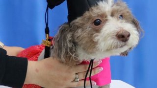 UTSW delivers cutting-edge cancer treatments to dogs and cats