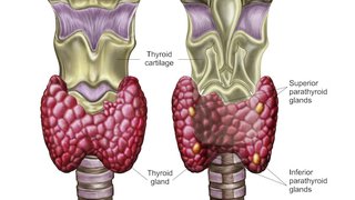Shining a light on the parathyroid glands – literally