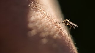 West Nile virus is on the rise: What Texans need to know