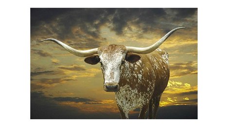 Longhorn