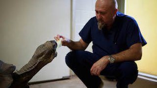 Dallas Zoo house call! How VAC wound care helped fix a tortoise’s leg