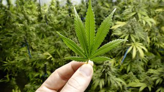 Using marijuana while pregnant: What are the risks?