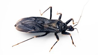 Should people in Dallas-Fort Worth fear Chagas disease?