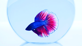 Pet care improves youths' diabetes management