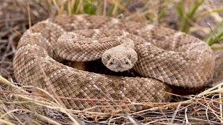Bitten by a snake or spider? Here’s what to do – and what not to do