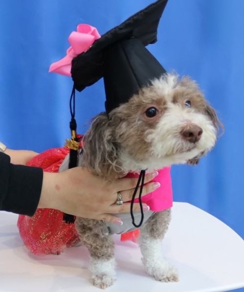UTSW delivers cutting-edge cancer treatments to dogs and cats