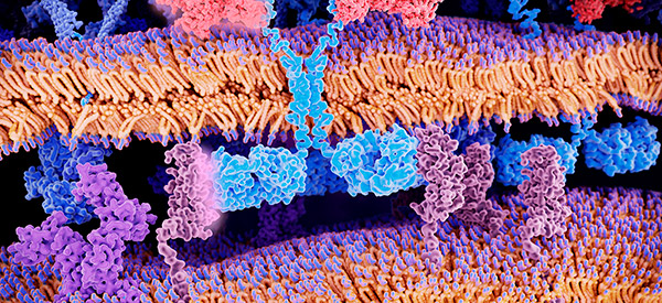 CAR T-Cell Therapy