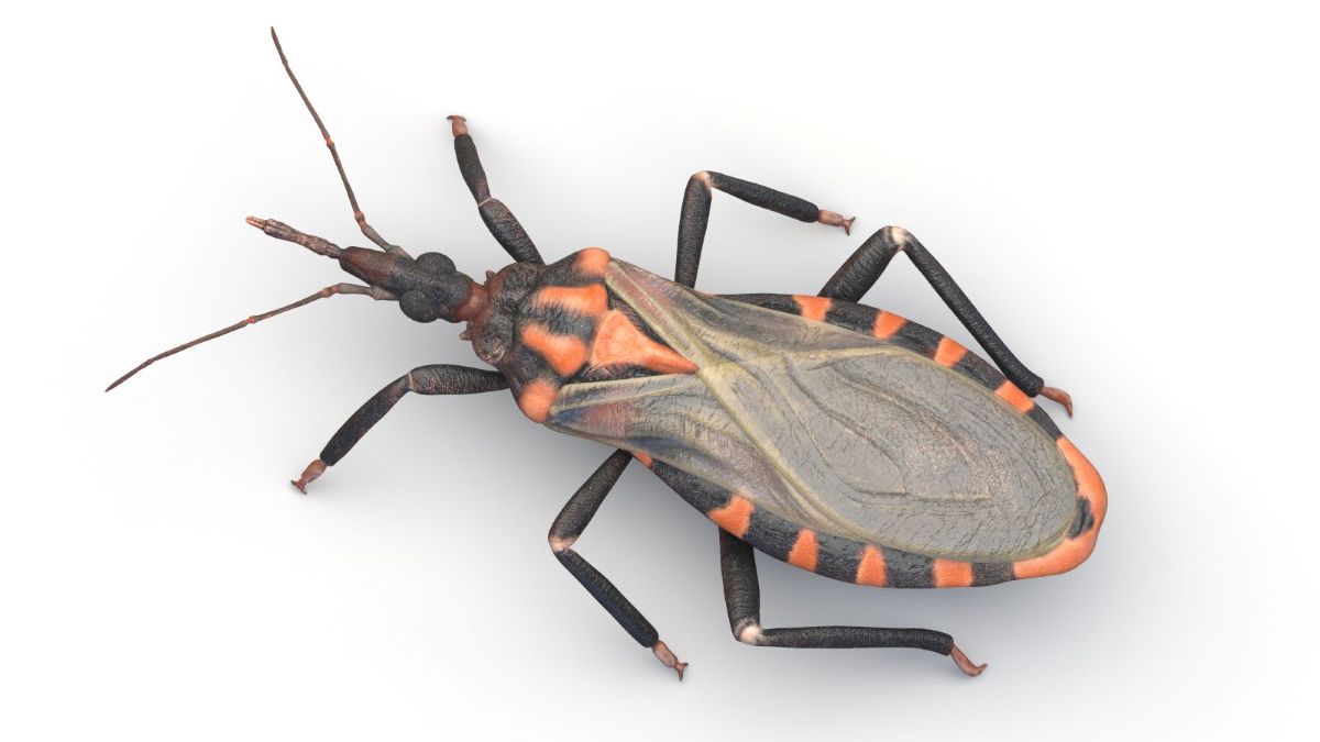 Kissing bug that spreads parasite with Chagas disease.