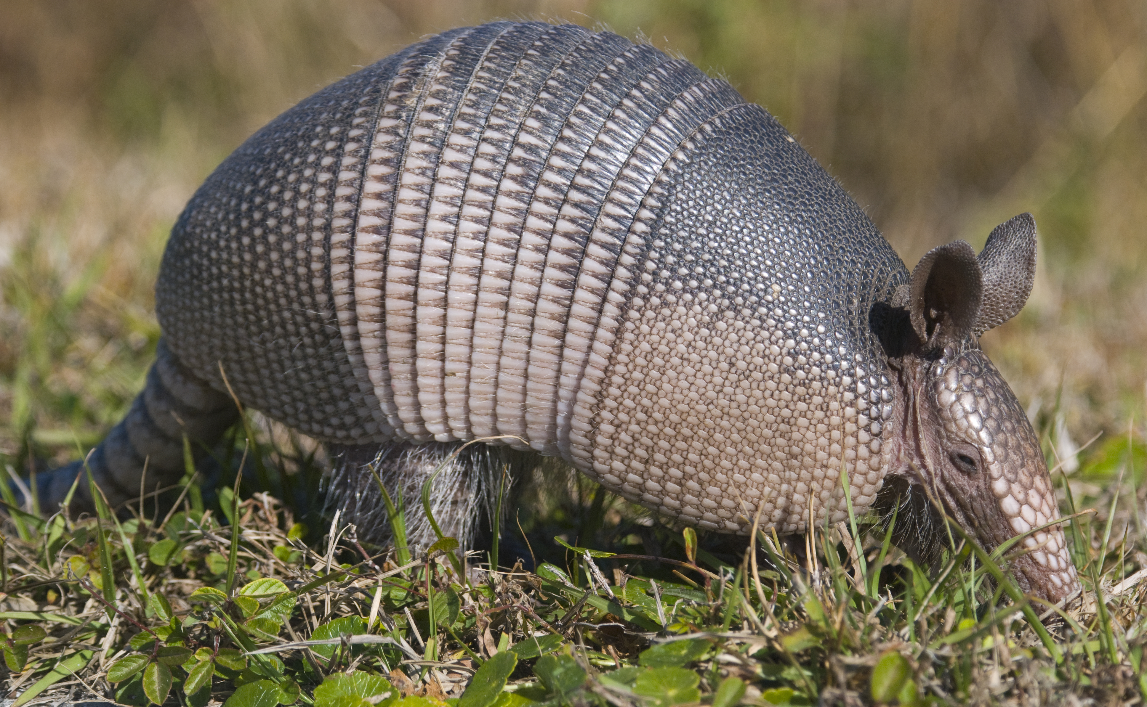 Armadillos can carry the parasite for Chagas disease.