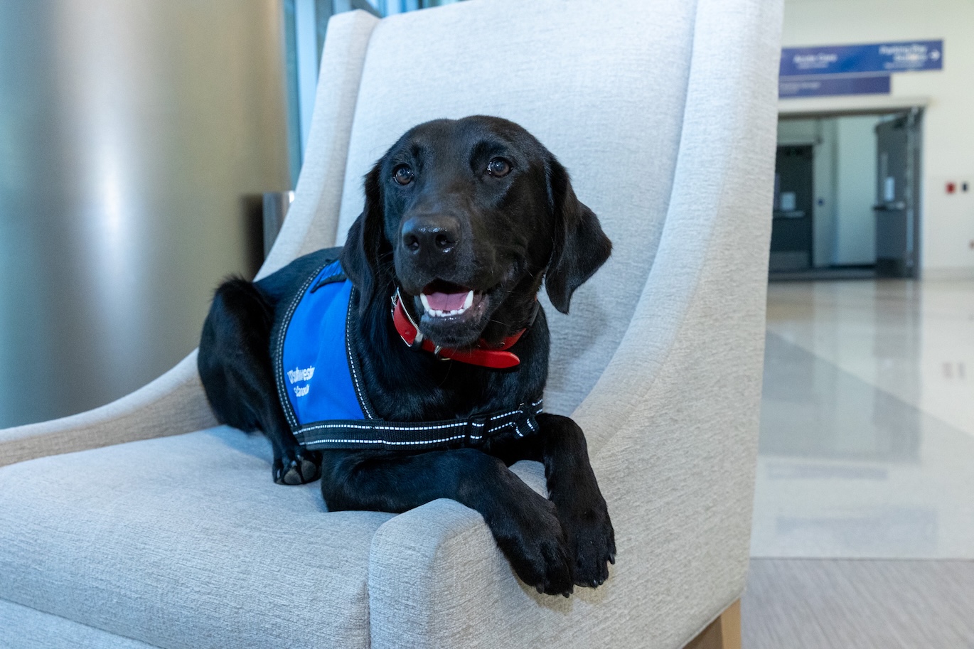 Meet Rue, cancer center therapy dog