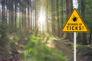 A sign that reads "Beware of Ticks!" is posted in a sunlit forest, highlighting the potential danger of ticks in the area.