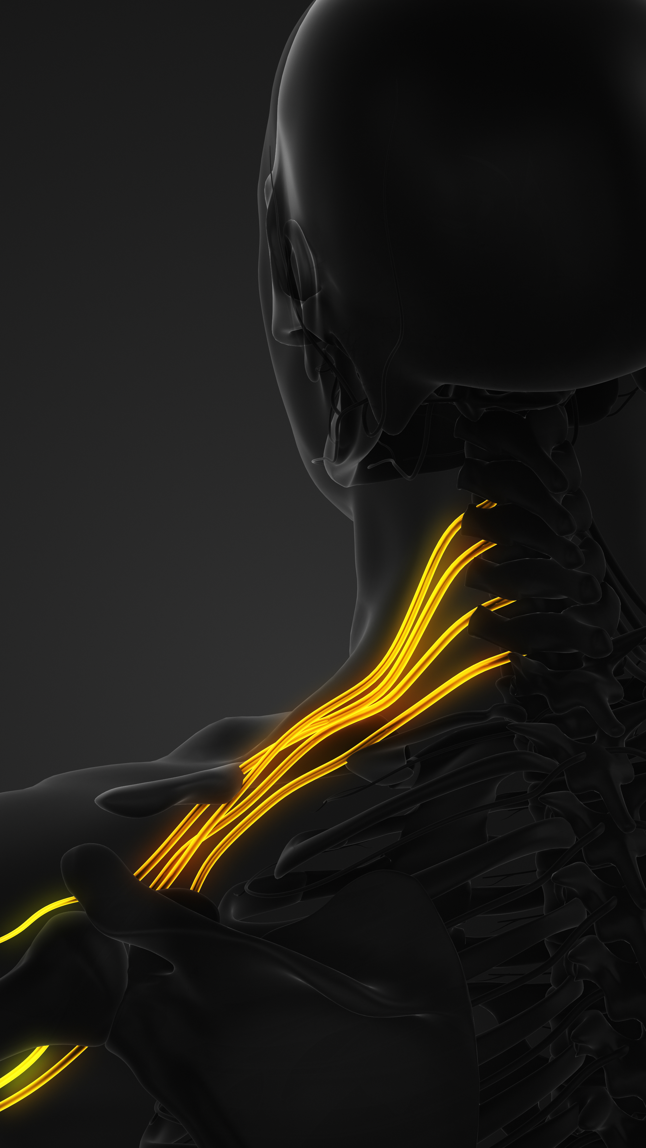 Illustration of brachial plexus nerves in shoulder