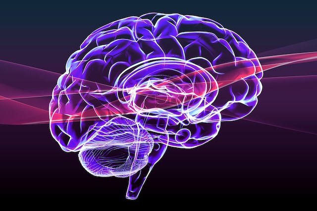 Section of a brain seen in profile, parts of the brain. Degenerative diseases, Parkinson, synapses, neurons