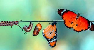 caterpillars and butterflies