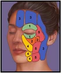 Various colored facial muscles displayed on a cosmetic face.