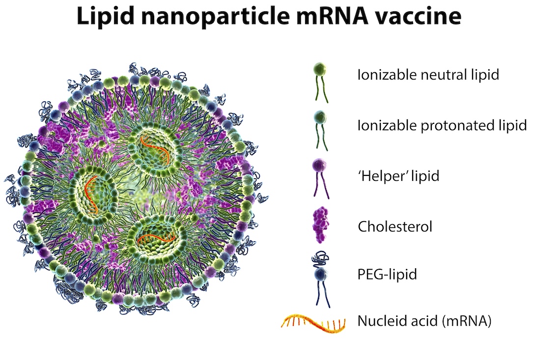 mRNA flu vaccine lipid nanoparticle graphic