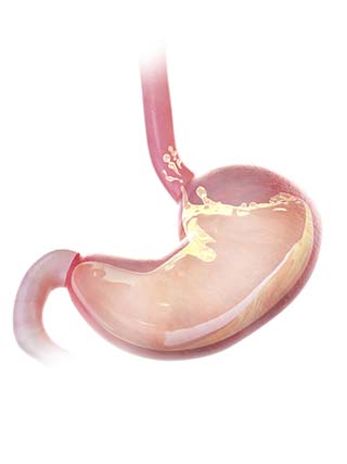 An illustration of the stomach and small intestine.