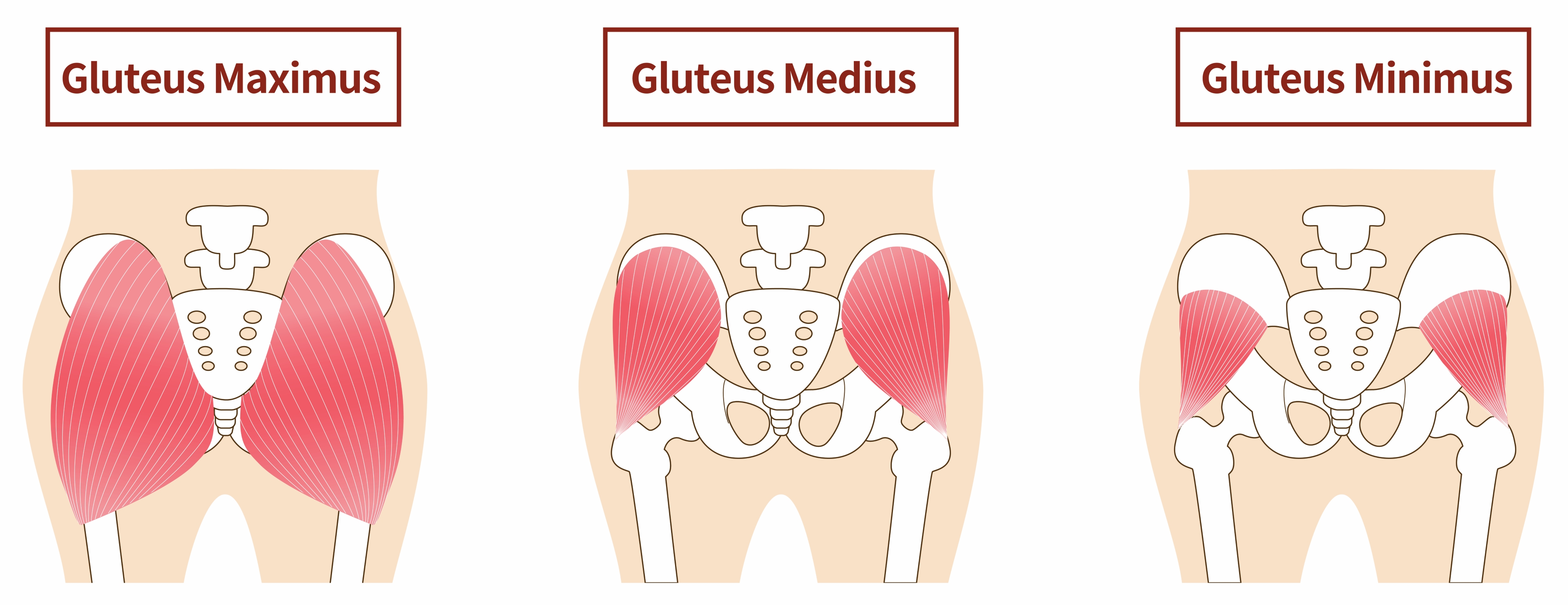 Illustration showing gluteal muscles from behind