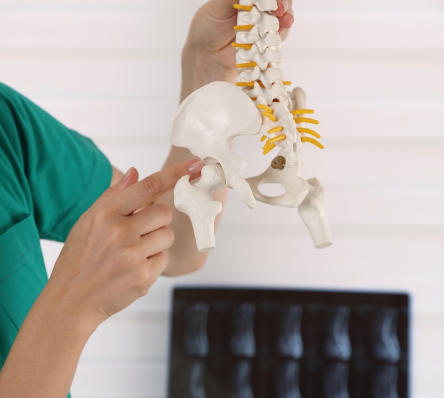 Provider pointing to hip joint on a skeleton