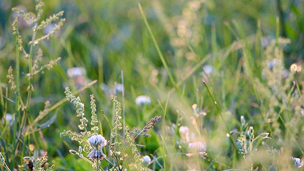 Allergy, Immunology, and Pulmonary Clinic