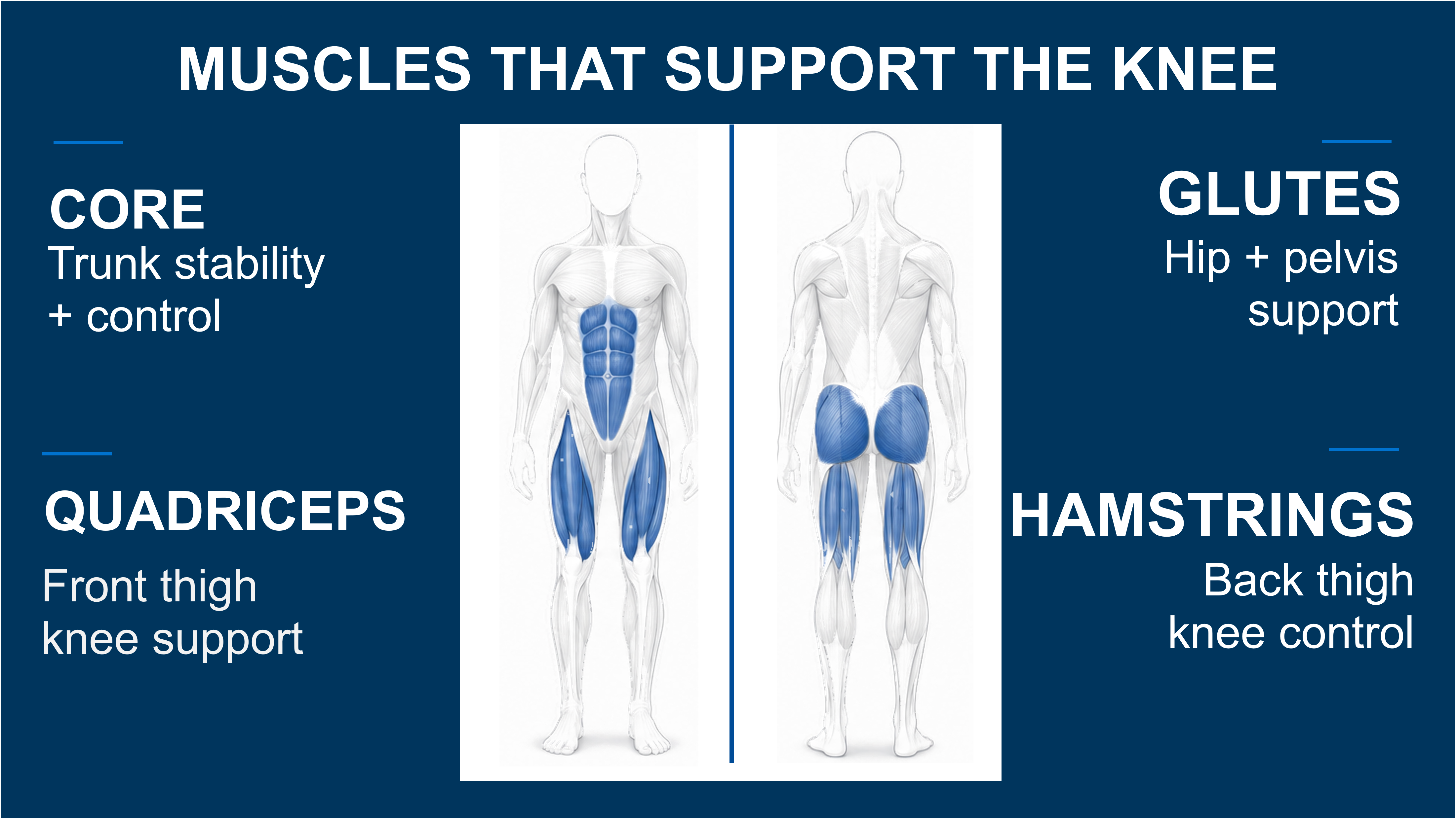Knee support muscles illustration includes care, quadriceps, glutes and hamstrings