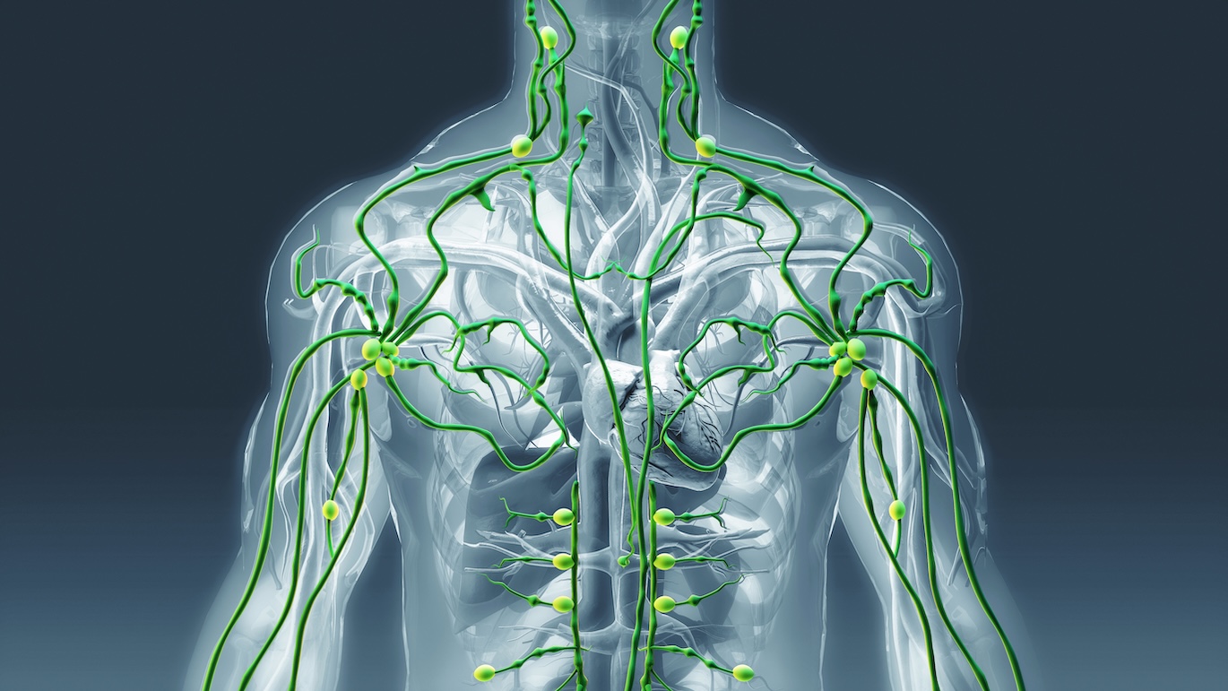 Lymphatic system