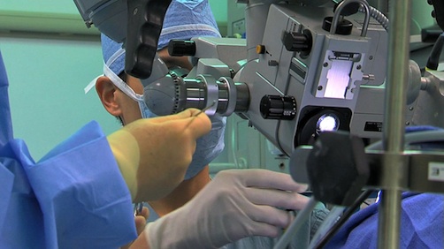 In the operating room, Ted Mau, M.D., Ph.D., performs microsurgery on the vocal folds (vocal cords).