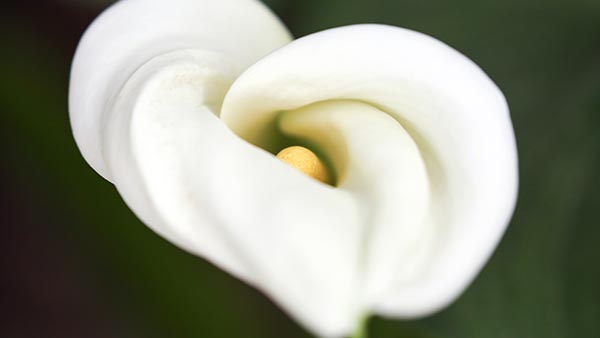 Plastic Surgery Clinic