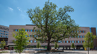 UT Southwestern Frisco pecan tree with medical center building behind it.