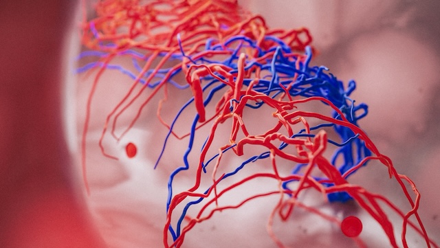 arteries and veins without capillaries