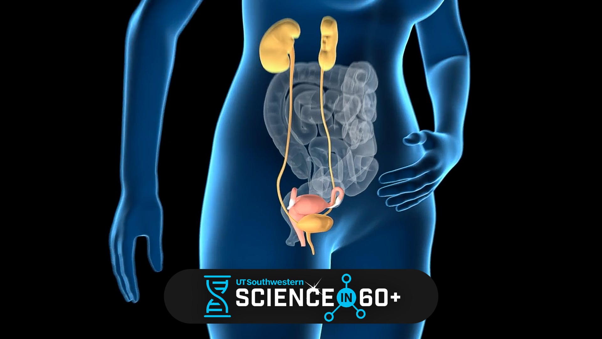 Chronic, recurrent UTI sufferers may find new hope with UTSW urologist